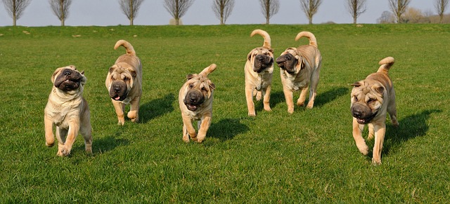 Dog Waste Removal Service